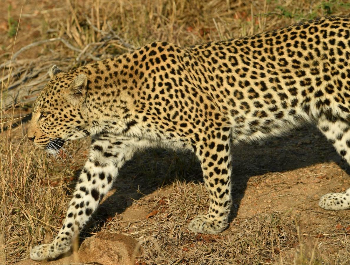 Bona Ngwenya Lodge & Safaris Marloth Park Exterior photo