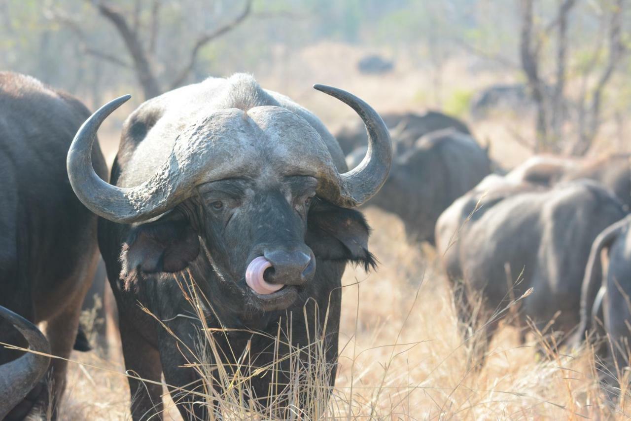 Bona Ngwenya Lodge & Safaris Marloth Park Exterior photo